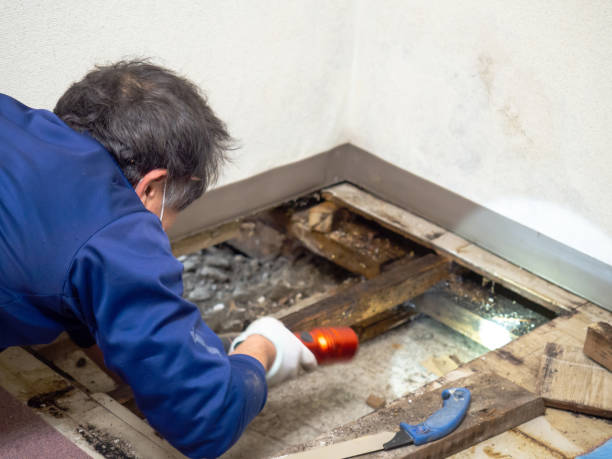 Best Black Mold Remediation in Sparkill, NY