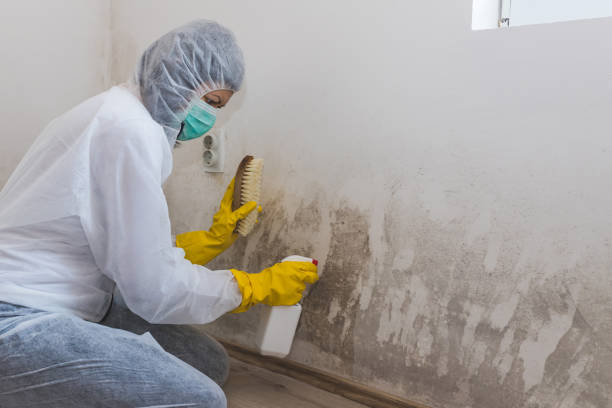 Best Post-Flood Mold Remediation in Sparkill, NY
