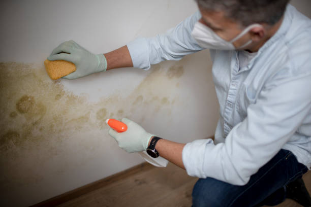 Professional Mold Remediation in Sparkill, NY