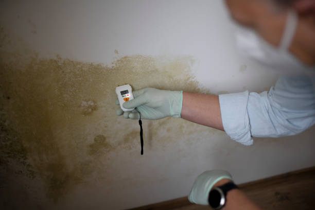 Best HVAC Mold Remediation in Sparkill, NY
