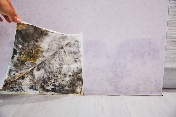 Best Mold Remediation for Specific Building Types in Sparkill, NY